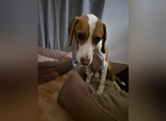 lieber Bracke Mischling Neo sucht ein Zuhause, Jagdhund, Posavski Gonic