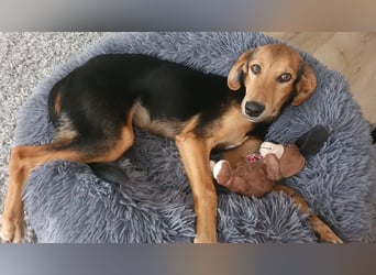 kleiner Bracken Mischlings-Rüde Bimini sucht seine Familie