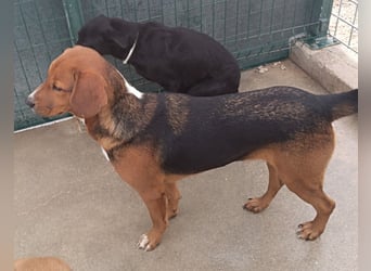 lieber Bracke Mischling Marvin sucht ein Zuhause, Posavski Gonic