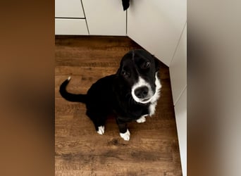 süßer Junghund Bracke Mischling Jimmy sucht eine Familie