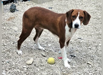 junge süße Bracken Mischlings-Hündin Mei sucht ihre Herzensmenschen