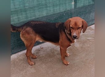 lieber Bracke Mischling Marvin sucht ein Zuhause, Posavski Gonic