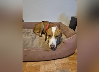 lieber Bracke Mischling Neo sucht ein Zuhause, Jagdhund, Posavski Gonic