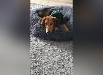 kleiner Bracken Mischlings-Rüde Bimini sucht seine Familie