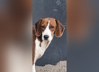 junge süße Bracken Mischlings-Hündin Mei sucht ihre Herzensmenschen