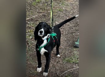 süßer Junghund Bracke Mischling Jimmy sucht eine Familie