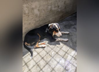 lieber Bracke Mischling Mauro sucht ein Zuhause, Jagdhund, Posavski Gonic