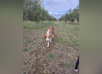 lieber Bracke Mischling Neo sucht ein Zuhause, Jagdhund, Posavski Gonic