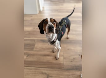 Beetlejuice Posavski Gonic Bracken Mischling Rüde sucht Zuhause für immer