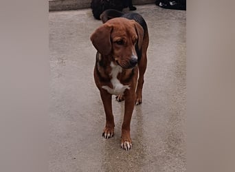 lieber Bracke Mischling Marvin sucht ein Zuhause, Posavski Gonic