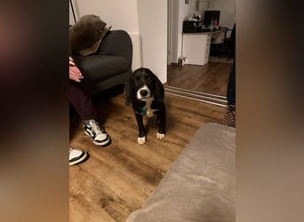 süßer Junghund Bracke Mischling Jimmy sucht eine Familie