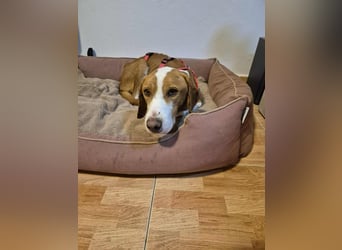 lieber Bracke Mischling Neo sucht ein Zuhause, Jagdhund, Posavski Gonic