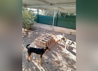 freundlicher junger Bracke Mischlings-Rüde Angelo sucht seine Menschen