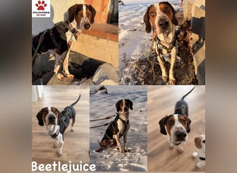 Beetlejuice Posavski Gonic Bracken Mischling Rüde sucht Zuhause für immer