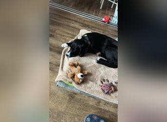 süßer Junghund Bracke Mischling Jimmy sucht eine Familie