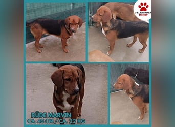 lieber Bracke Mischling Marvin sucht ein Zuhause, Posavski Gonic