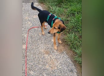 kleiner Bracken Mischlings-Rüde Bimini sucht seine Familie