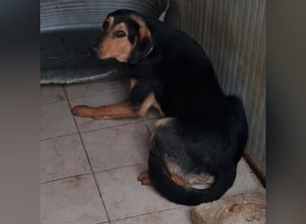 freundlicher junger Bracke Mischlings-Rüde Angelo sucht seine Menschen