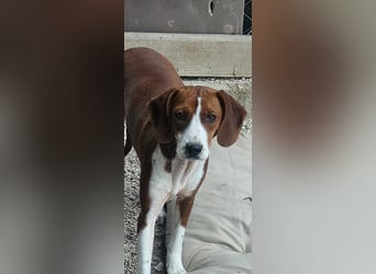 junge süße Bracken Mischlings-Hündin Mei sucht ihre Herzensmenschen