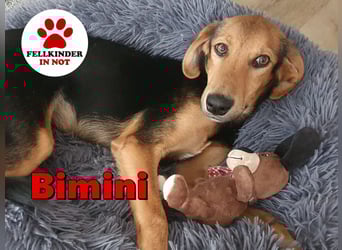 kleiner Bracken Mischlings-Rüde Bimini sucht seine Familie