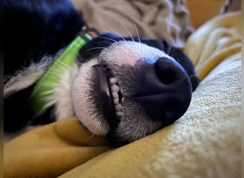 süßer Junghund Bracke Mischling Jimmy sucht eine Familie