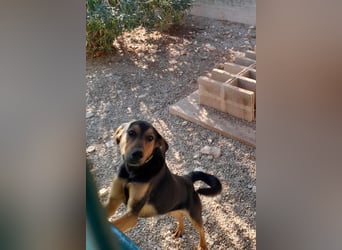 freundlicher junger Bracke Mischlings-Rüde Angelo sucht seine Menschen