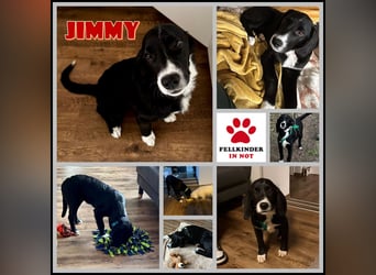 süßer Junghund Bracke Mischling Jimmy sucht eine Familie