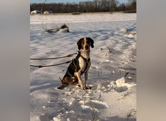 Beetlejuice Posavski Gonic Bracken Mischling Rüde sucht Zuhause für immer