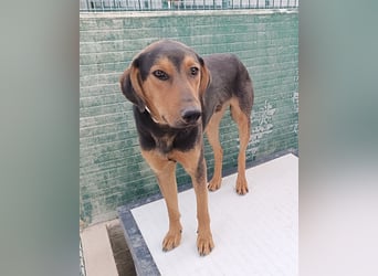 freundlicher junger Bracke Mischlings-Rüde Angelo sucht seine Menschen