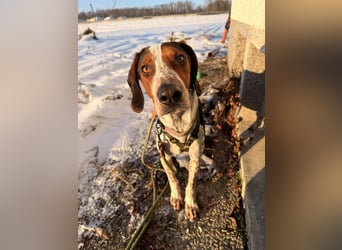 Beetlejuice Posavski Gonic Bracken Mischling Rüde sucht Zuhause für immer