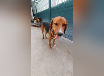 lieber Bracke Mischling Marvin sucht ein Zuhause, Posavski Gonic