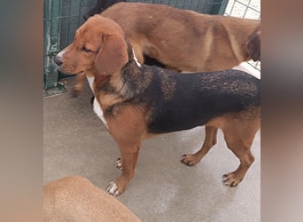 lieber Bracke Mischling Marvin sucht ein Zuhause, Posavski Gonic