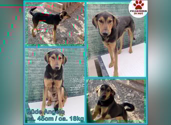freundlicher junger Bracke Mischlings-Rüde Angelo sucht seine Menschen