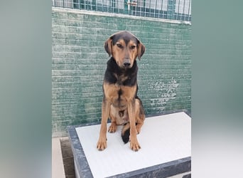 freundlicher junger Bracke Mischlings-Rüde Angelo sucht seine Menschen