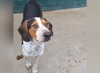 Beetlejuice sucht ZH oder Pflegestelle❤️