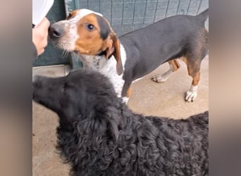 Beetlejuice sucht ZH oder Pflegestelle❤️