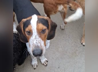 Beetlejuice sucht ZH oder Pflegestelle❤️