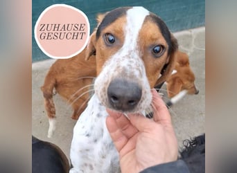 Beetlejuice sucht ZH oder Pflegestelle❤️