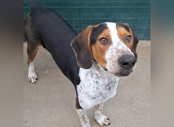 Beetlejuice sucht ZH oder Pflegestelle❤️