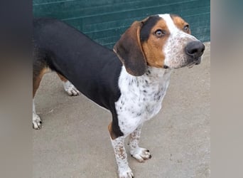 Beetlejuice sucht ZH oder Pflegestelle❤️