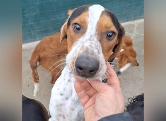 Beetlejuice sucht ZH oder Pflegestelle❤️