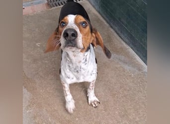 Beetlejuice sucht ZH oder Pflegestelle❤️