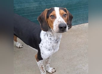 Beetlejuice sucht ZH oder Pflegestelle❤️