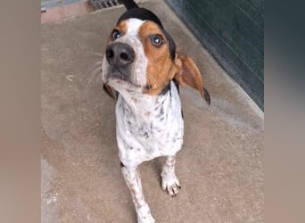 Beetlejuice sucht ZH oder Pflegestelle❤️