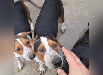 Beetlejuice sucht ZH oder Pflegestelle❤️