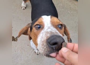 Beetlejuice sucht ZH oder Pflegestelle❤️