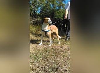 Leo - verspielt und lieb
