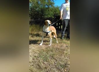 Leo - verspielt und lieb