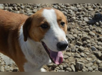 Leo - verspielt und lieb