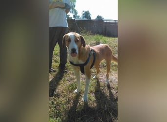 Leo - verspielt und lieb